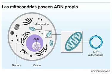 Función Mitocondrial